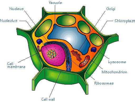 Structures of CR Cytoplasm