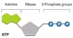 Structure of ATP Structure- the Adenosine Triphosphate ATP molecule has three parts: 1.