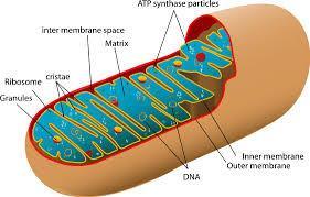Structures of Cellular Respiration - Mitochondria The Mitochondria In almost all eukaryotic cells Where aerobic respiration occurs 2 membranes
