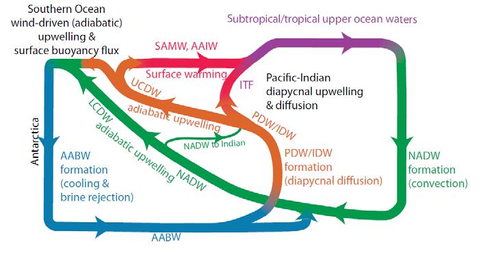 the ocean basins, establishing a global-scale overturning circulation, and (2) atmosphere-ocean-ice interactions