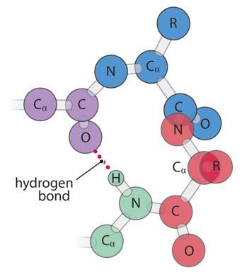 β-turns nitrogen of aa 4