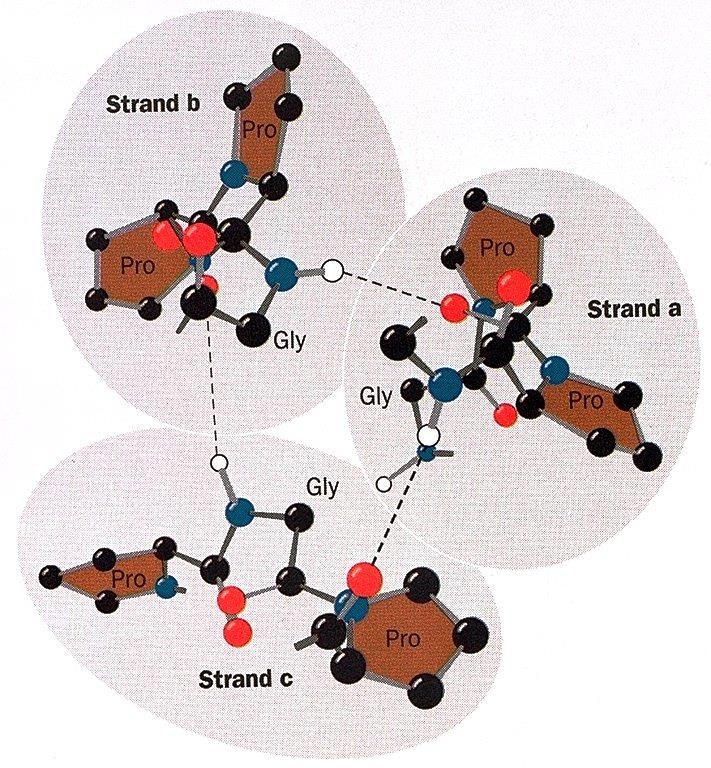 This is a regular structure. All of the amino acids are in secondary structure.