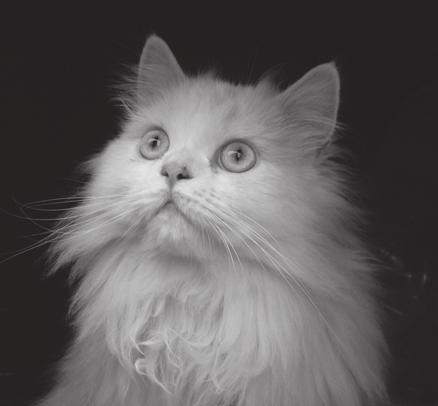 Question 8 (8 marks) Based on historical breed data, the weight of adult male Persian cats is distributed normally with mean kg and standard deviation kg.