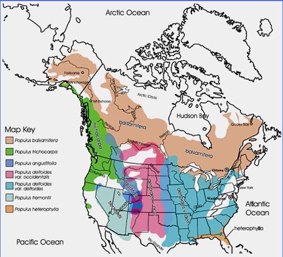 Distributional range of native riparian cottonwoods in North