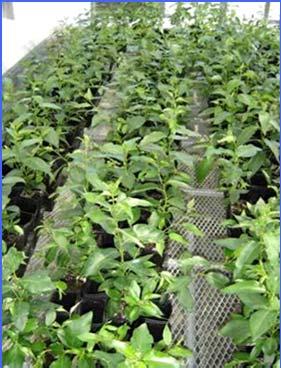 Agriculture Canada Balsam Poplar collection (AgCanBaP)