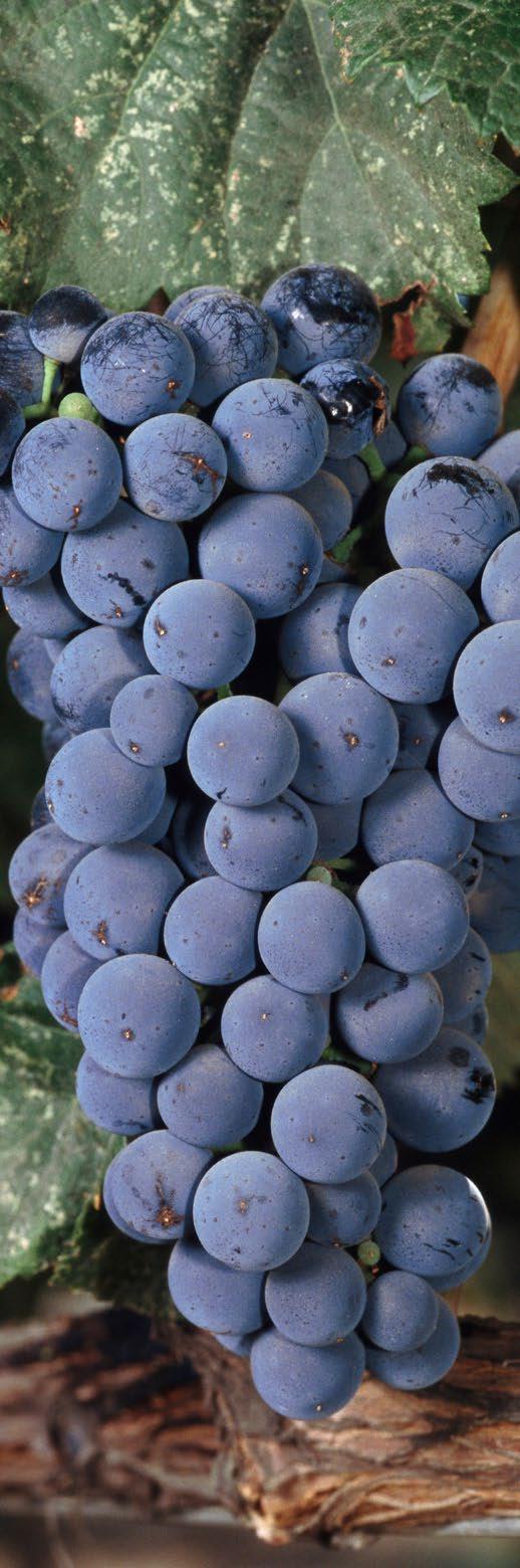 Nitrogen Management in Deciduous Fruit and Grapes In response to evidence of nitrate pollution of groundwater, the Central Valley Regional Water Quality Control Board has adopted a regulatory program