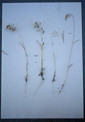 Types of Range Plants: Grasses Annual small roots New plants - seed production Perennial