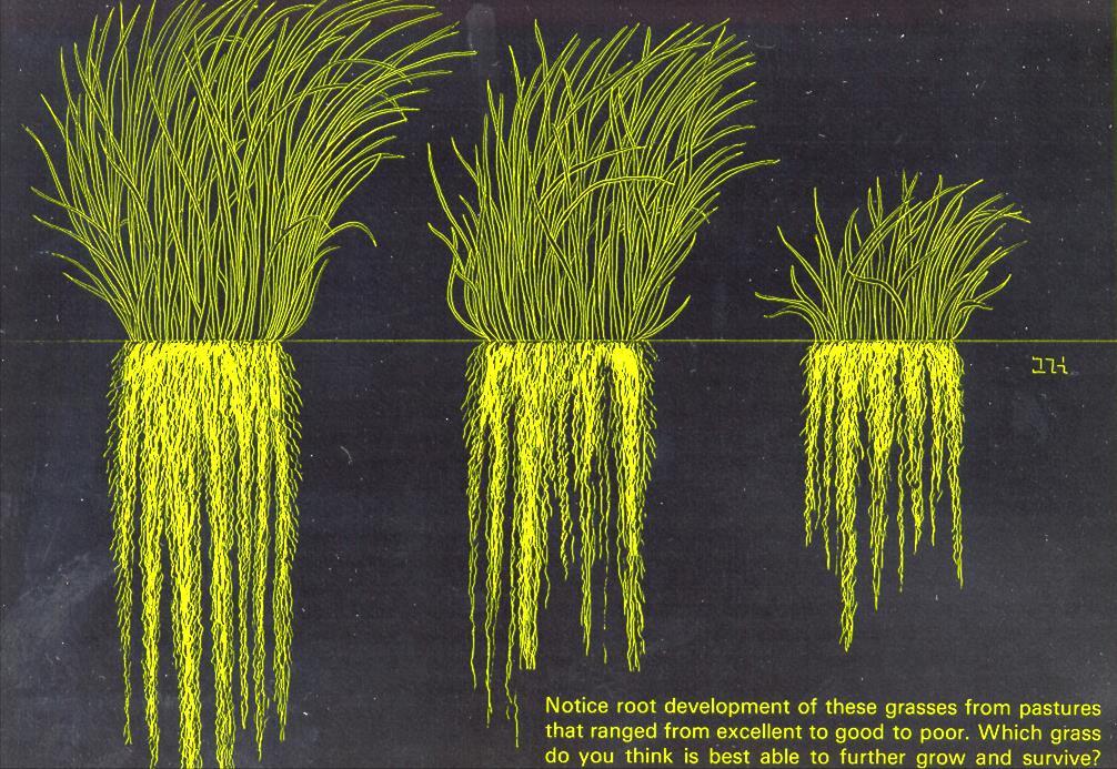 Root and Shoot Balance Permanent decline in leaf