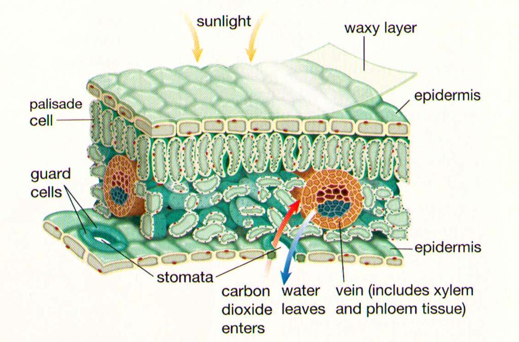 BIOLOGY - Cell Processes - Fluid Movement in Plants Photosynthesis takes place in the layer of cells that contain (these cells are called palisade cells).