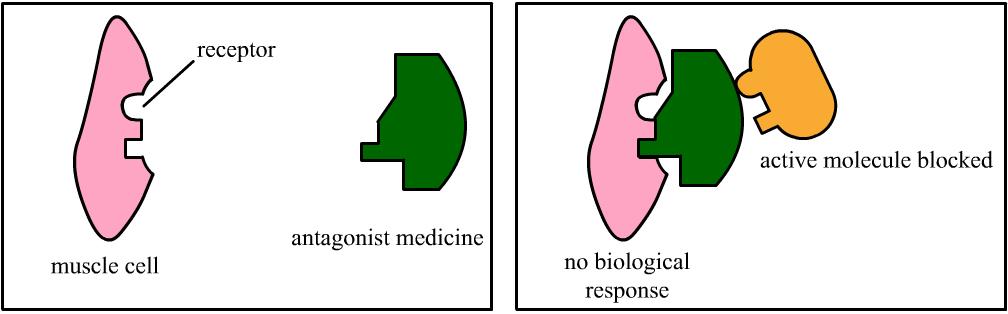 An antagonist therefore is a drug which binds to a receptor without stimulating cell activity and prevents any other substances from occupying that receptor ( Figure 10.4 ).