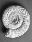 Ammonite stephanoceras humphresianum This has a shell calcium carbonate nn deposits). The extra photosynthesis of this mass of vegetation caused the high oxygen levels.