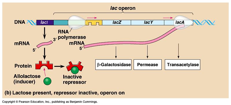 Lactose operon What happens when tose is present?