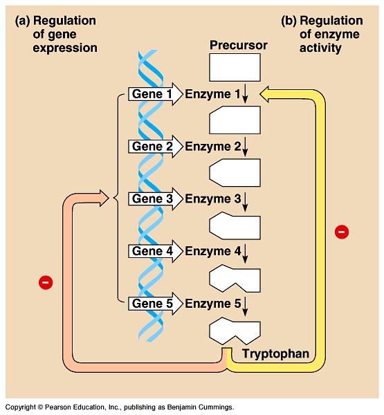 Different way to Regulate Metabolism Gene regulation u instead of blocking enzyme function, block transcription of genes for all enzymes in