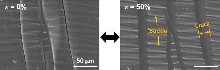 Figure S9. SEM images of surface cracks and buckles on the nanocomposite film at = 0% and = 50%, respectively.