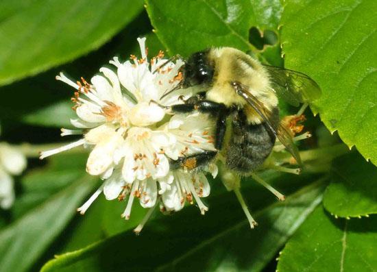 Who are the Pollinators? Phil Nixon, Univ.