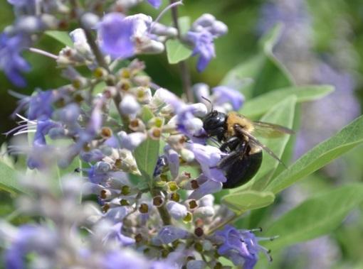 Who are the Pollinators in FL?