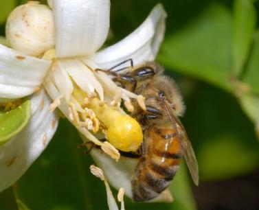 Honey Bees (Apis mellifera) Jamie Ellis, UF/IFAS Honey