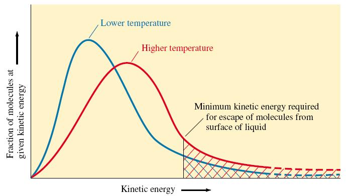 Evaporation Kinetic energies of molecules in liquids depend on temperature in the same way as they do in gases. Only the higher-energy molecules can escape from the liquid phase.