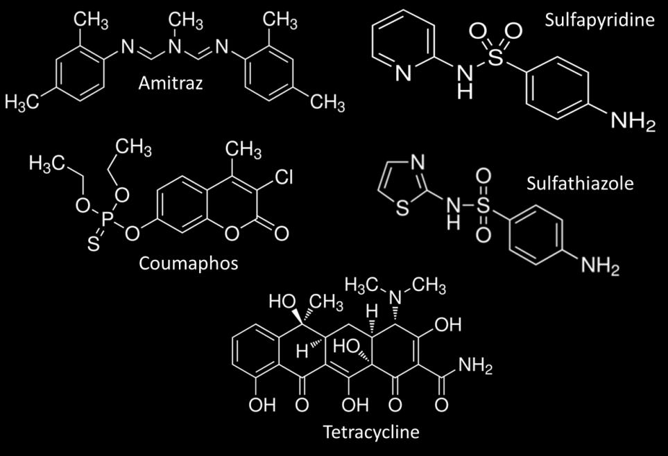 Sulfapyridine Antibiotics