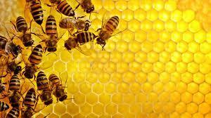 Food industry: Honey Honey: Natural and healthy product.