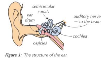 A432 Convex A431 Concave A434 The ear drum vibrates. These vibrations are passed onto the bones in the ear A433 Magnification = No units.