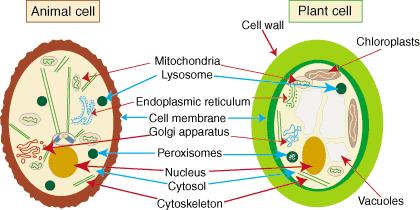 The plant cell and the animal cell also differ in several respects as given in Figure 1.3 and Table 1.2. Table: 1.2 Difference between plant cell and animal cell Plant cell Animal cell 1.