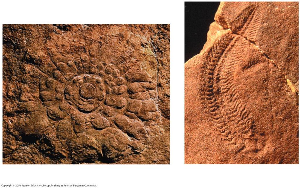 Early members of the animal fossil record include the Ediacaran biota, which dates from