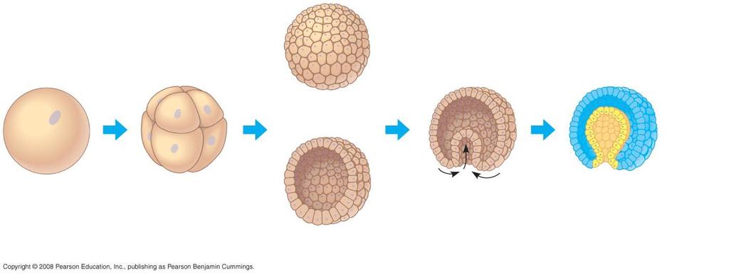Animal Early Embryonic Development Cleavage Blastula Blastocoel Endoderm Ectoderm Zygote