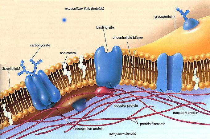 Every cell is enclosed by a Cell Membrane Function: o Regulates
