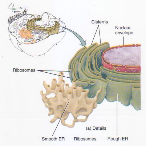 Endoplasmic Reticulum Function: Site where lipid parts of cell membrane are made, along with proteins. Transports materials throughout the cell.