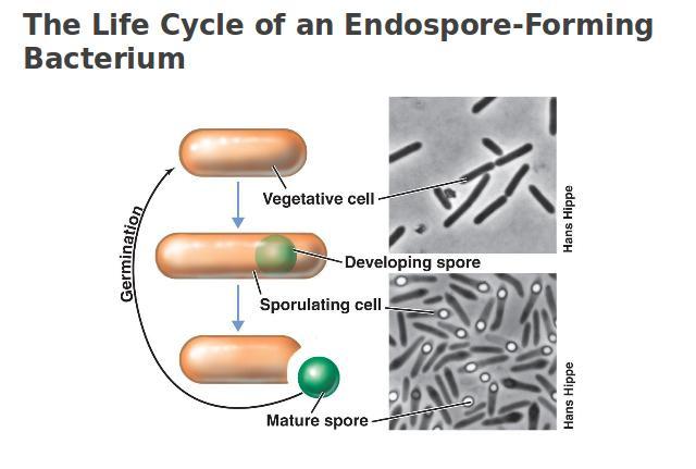 reproduction). 3.) while not really reproduction, bacteria can extend their life by producing an endospore.