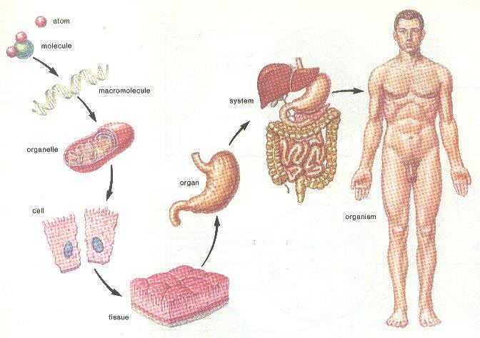 b. A body system