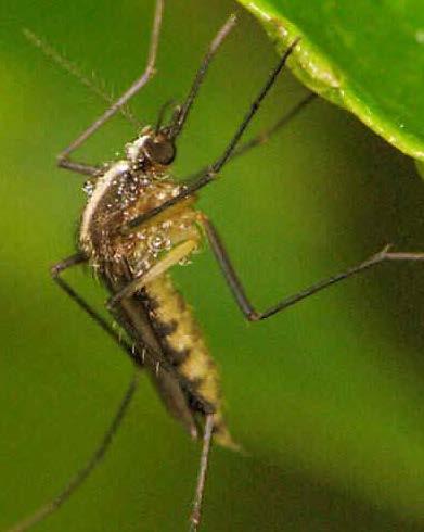 the county Nuisance mosquitoes Saltmarsh species Floodwater