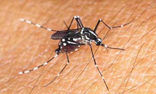We were initially concerned with the emergence of several mosquito species of nuisance mosquitoes that would