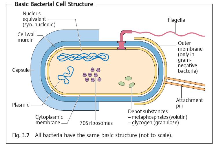 Bacterial