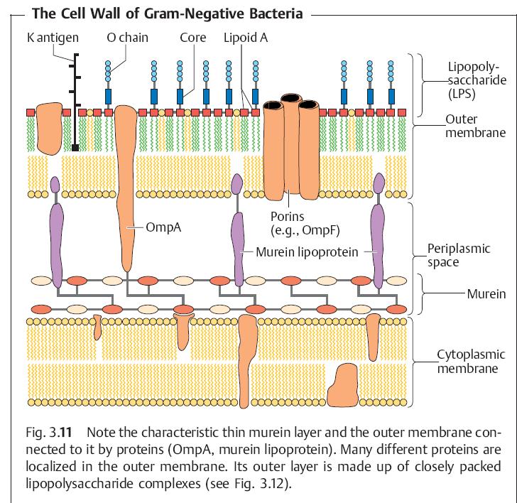 The cell wall of Gram-negative bacteria. Here, the murine is only about 2 nm thick and contributes up to 10% of the dry cell wall mass.