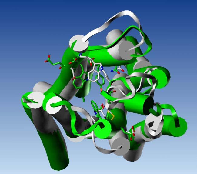 The M1 receptor structure modeled by homology to the D3 receptor is colored in white, the structure obtained after a short molecular dynamic simulation is colored in green.
