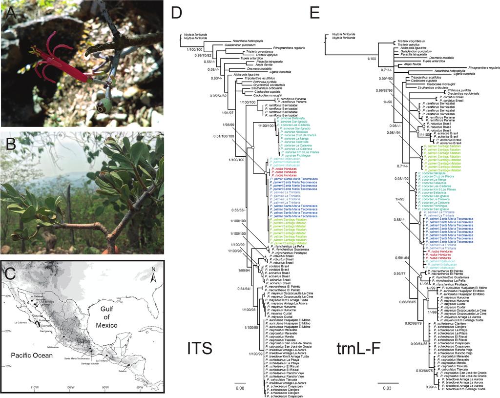 Phylogenetic position of Bursera-specialist mistletoes Figure 1. A) Psittacanthus palmeri, La Trinitaria, Chiapas (Photo: Andrés Ernesto Ortiz-Rodriguez); B) P.