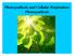 Photosynthesis and Cellular Respiration: Photosynthesis