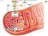 Copyright The McGraw-Hill Companies, Inc. Permission required for reproduction or display. Outer Glycolysis mitochondrial membrane Glucose ATP