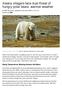 Alaska villagers face dual threat of hungry polar bears, warmer weather