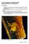 A new Geogarypus from Baltic amber (Pseudoscorpiones: Geogarypidae)