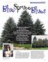 Spruce. Blue. Blues LANDSCAPE MANAGEMENT SEGMENT. -Bob Marley Roberts. Introduction