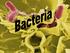Kingdom Monera(Archaebacteria & Eubacteria)