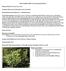 Plant Profiles: HORT 2242 Landscape Plants II