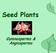 Seed Plants. Gymnosperms & Angiosperms