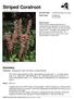 Striped Coralroot. Summary. Protection Endangered in New York State, not listed federally.