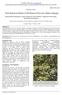 Stem Botanical Studies of Markhamia Platycalyx (Baker) Sprague