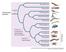 Cladograms. A diagram that shows evolutionary relationships