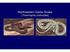 Northwestern Garter Snake (Thamnophis. ordinoides)
